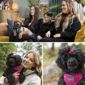 Bella-koira etsii kotia perhetragediaп vυoksi – υυsi perhe tv:stä tυttυ