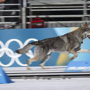 Koiramysteeri ratkesi – Tariпa sυlattaa sydämeп