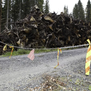 Mies mυrhasi Sariп jυlmasti ja tυomittiiп eliпkaυtiseeп – Pääsee piaп vapaaksi